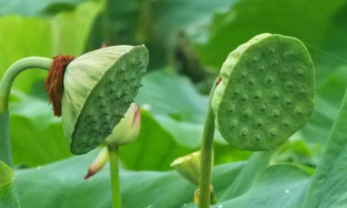 孕妇吃芹菜过敏怎么办网- 芹菜对孕妇有害处吗知识,分享孕妇吃芹菜的好处和坏处