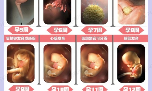 芹菜对孕妇有害处吗-孕妇吃芹菜过敏怎么办网- 芹菜对孕妇有害处吗知识,分享孕妇吃芹菜的好处和坏处