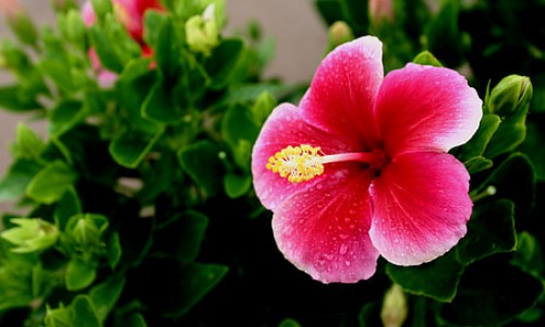 孕妇吃芹菜过敏怎么办网- 芹菜对孕妇有害处吗知识,分享孕妇吃芹菜的好处和坏处